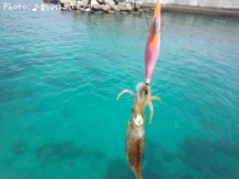 水烏賊