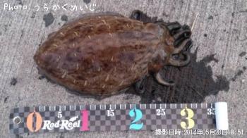 ��󥴥�����