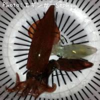 �ҥ�������ꥤ��