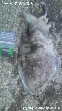 ��󥴥�����