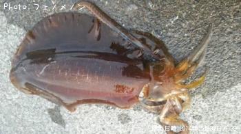 �����ꥤ��