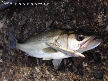 �����Х�