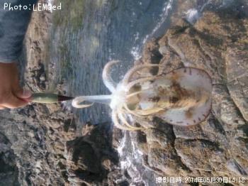 ¥¢¥ª¥ê¥¤¥«