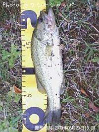 �֥�å��Х�