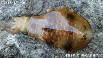 �����ꥤ��