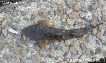 �ե�åȥե��å���