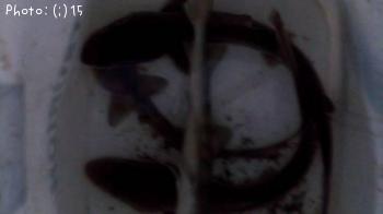 ���������ʥ������㡼��