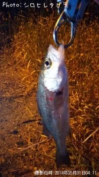 ���������ʥ�������