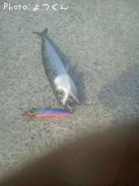 ¥µ¥Ð¡¡¥«¥µ¥´