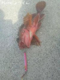 ¥µ¥Ð¡¡¥«¥µ¥´