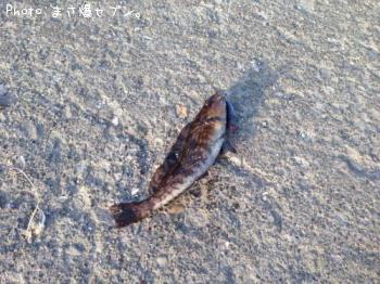 �����ʥ�