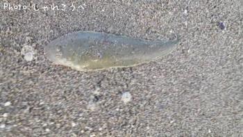 ���ä�����������ʿ��