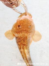 �ޥ���