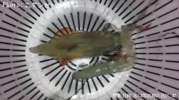 ��ꥤ�����ҥ���