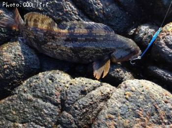 �����ʥ�