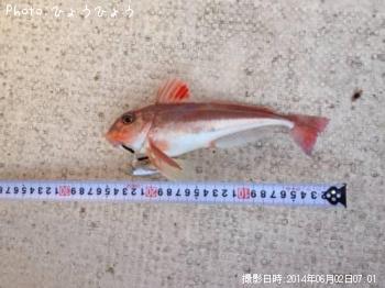 ¥«¥Ê¥¬¥·¥é