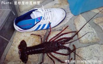 ������Ϸ