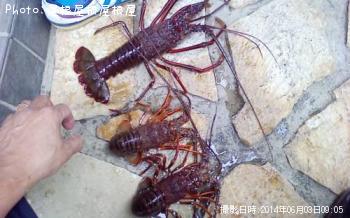 ������Ϸ