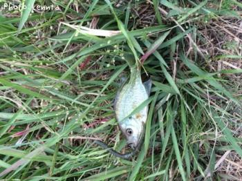 �֥롼����