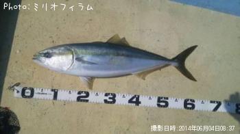 ��饵