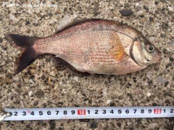 �����ʥ�