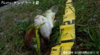 ¥Ö¥é¥Ã¥¯¥Ð¥¹