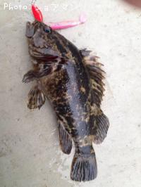 ¥Ù¥Ã¥³¥¦¥¾¥¤