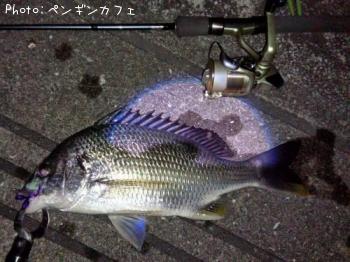 ���ӥ����