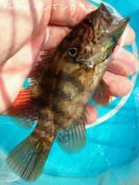 ����˥��