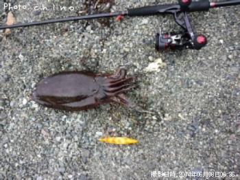 ¥â¥ó¥´¥¦¥¤¥«