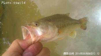 �֥�å��Х�