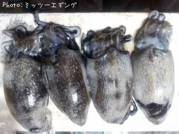 ����䥱����