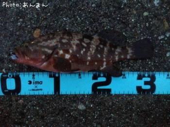 �����ϥ�