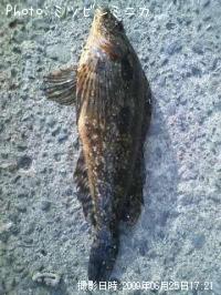 �����ʥ�