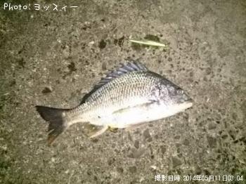 ¥¥Ó¥ì¢®