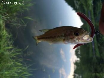 �֥�å��Х�