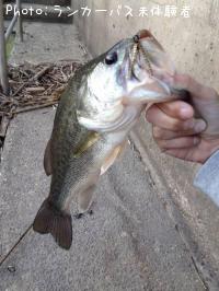 ¥Ö¥é¥Ã¥¯¥Ð¥¹