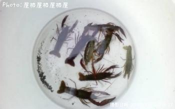 ��������Ϸ�ʡ�������