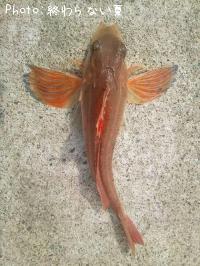 ���ʥ�����