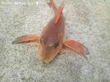 ���ʥ�����