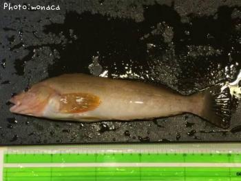 �����ʥ�