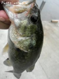 �֥�å��Х�