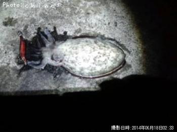 ��󥴥�����