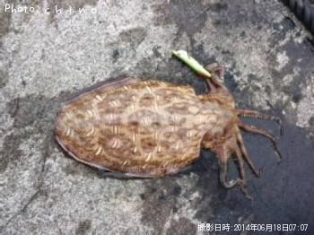 ¥â¥ó¥´¥¦¥¤¥«