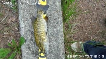 ���⡼��ޥ����Х�