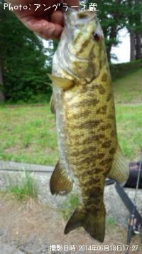 ���⡼��ޥ����Х�