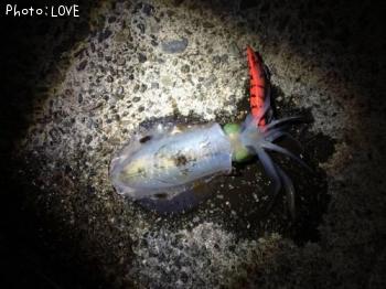 ¥¢¥ª¥ê¥¤¥«