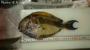 ������ϥ�