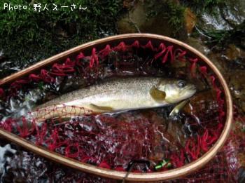 �֥饦��ȥ饦��