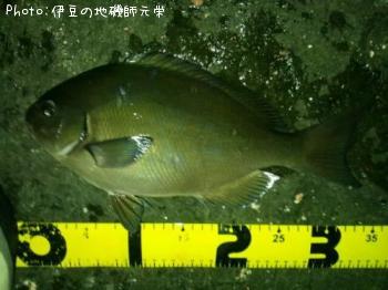 ÈøÄ¹¥á¥¸¥Ê